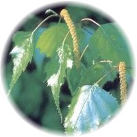 Abedul - Birch - Bouleau - Betula Platyphylla