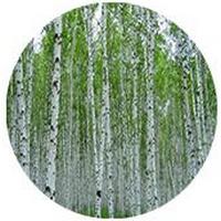 Abedul - Birch - Bouleau - Betula Pendula