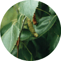 Abedul - Birch - Bouleau - Betula Pendula