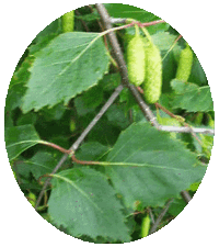 Betula Pendula - Abedul - Birch - Bouleau