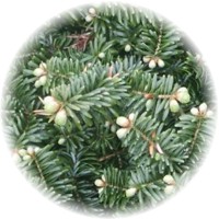 Abeto - Abies Balsamea