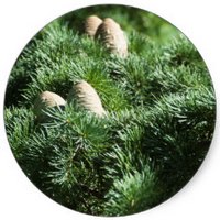 Abies Alba