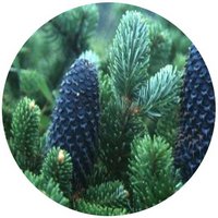 Abies Delavayi