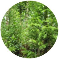 Abies Holophylla - Abeto de Manchuria