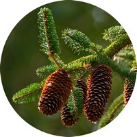 Siberian Spruce