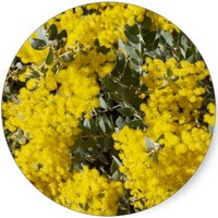 Acacia