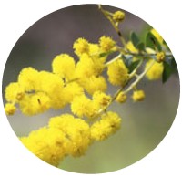Acacia