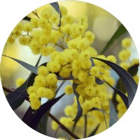 Acacia - Wattle