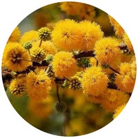 Acacia Farnesiana