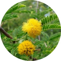Acacia Farnesiana