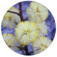 Acacia Terminalis - Sunshine Wattle