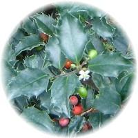 Acebo-Gorostia - Houx - Holly