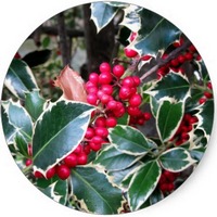 Ilex Aquifolium - Houx
