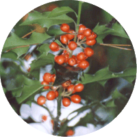 Ilex Aquifolium - Holly - Houx