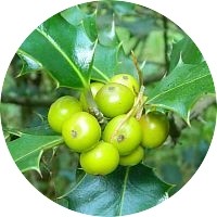 Ilex Aquifolium - Houx