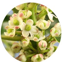 Ilex Aquifolium - Holly - Houx