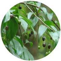 Ilex Asprella - Houx