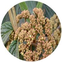 Ilex Franchetiana - Holly