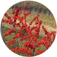 Ilex Verticillata - Holly