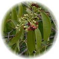 Adenanthera - El Arbol Coral