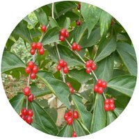 Adenanthera Microsperma