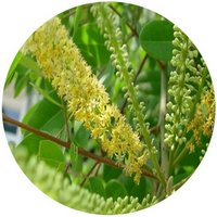 Adenanthera Pavonina