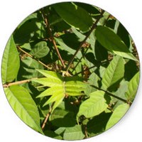 Ailanthus Altissima