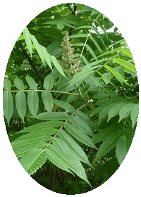 Ailanthus Altissima