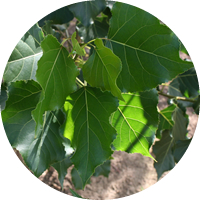 Populus Euramericana