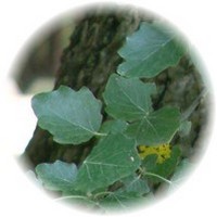 Alamo - Peuplier -Poplar - Populus Alba