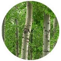 Alamo - Peuplier -Poplar - Populus Tremula