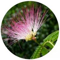 Albizia