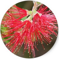 Albizia