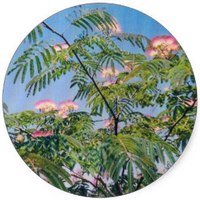 Albizia Julibrissin - Arbol de Seda