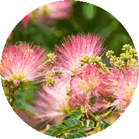 Albizia Julibrissin - Persian Silk Tree