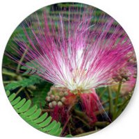 Albizia Julibrissin Rosea