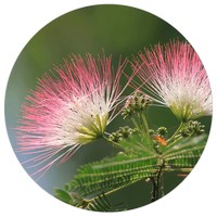 Albizia Julibrissin Rosea