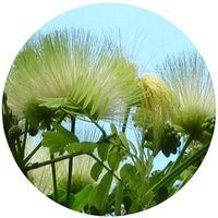 Albizia Lebbeck