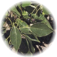 Alcanforero - Cinnamomum Camphora