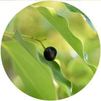 Alcanforero - Cinnamomum Camphora