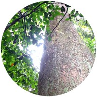 Dryobalanops Aromatica