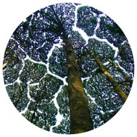 Dryobalanops Aromatica