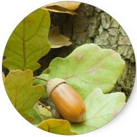 Quercus Suber - Alcornoque