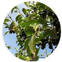 Quercus Suber - Alcornoque