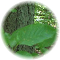 Aliso Rojo - Alnus Rubra