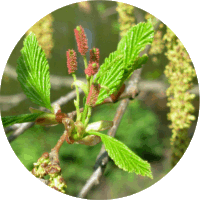 Green Alder - Alnus Viridis
