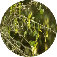 Celtis Ehrenbergiana