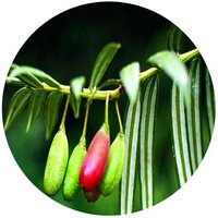 Amentotaxus Argotaenia