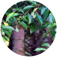 Aquilaria Agallocha - Agarwood - Madera de Oud