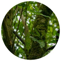 Aquilaria Crassna - Agarwood